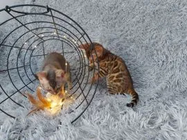 Koty Bengalskie kocieta.. e-mail z aktualizacjami {{patrycjapolaczek693@gmail.com}}