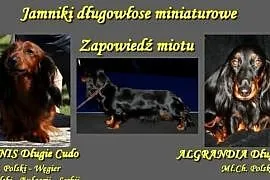 Jamniki długowłose miniaturowe - ZAPOWIEDŹ MIOTU, Końskie