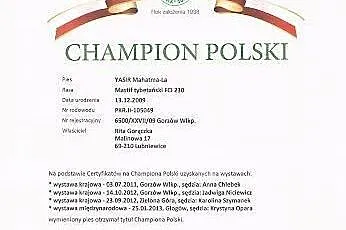 YASIR Mahatma-La,  lubuskie Gorzów Wielkopolski