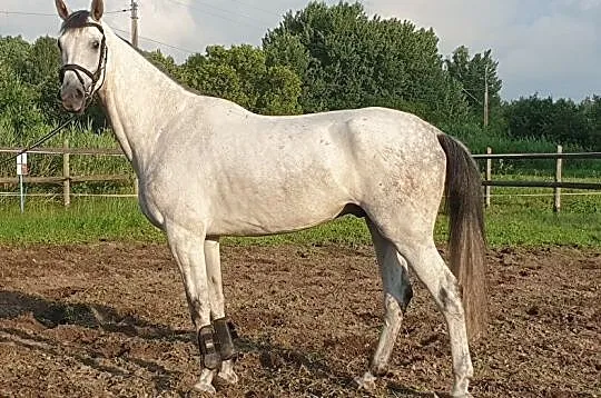 5 letni Oldenburg po Cornet Du Lys/Cornet Obolensk, Pasłęk