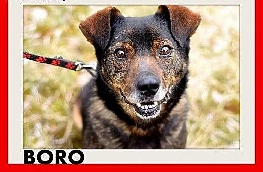 BORO,średni,spokojny,łagodny piesek.ADOPCJA, mało