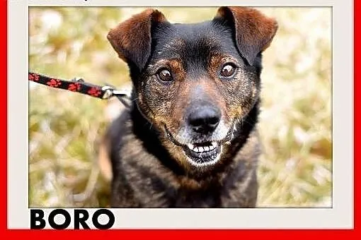 BORO,średni,spokojny,łagodny piesek.ADOPCJA, małopolskie Kraków