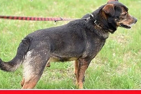 BORO,średni,spokojny,łagodny piesek.ADOPCJA,  mało
