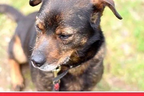 BORO,średni,spokojny,łagodny piesek.ADOPCJA,  mało