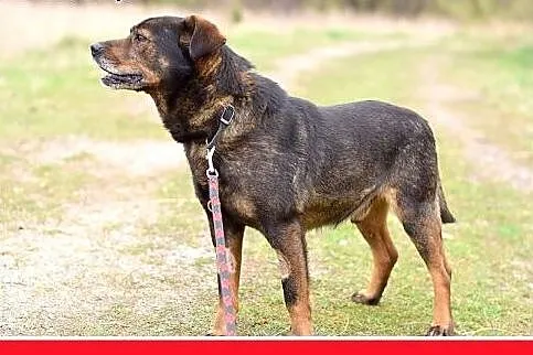BORO,średni,spokojny,łagodny piesek.ADOPCJA,  mało