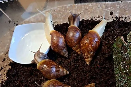 Sprzedam Ślimaki afrykańskie Lissachatina (Achatina)fulicia . Nowa hodowla