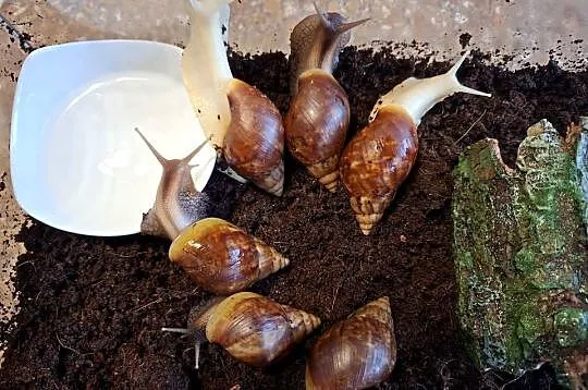 Sprzedam Ślimaki afrykańskie Lissachatina (Achatina)fulicia . Nowa hodowla, Śląskie, Wilcza