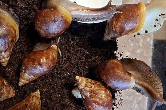 Sprzedam Ślimaki afrykańskie Lissachatina (Achatina)fulicia . Nowa hodowla, Śląskie, Wilcza