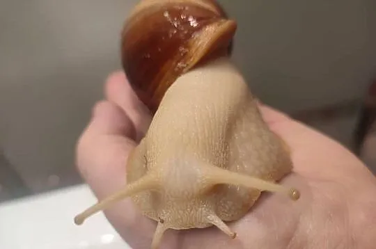 Sprzedam Ślimaki afrykańskie Lissachatina (Achatina)fulicia . Nowa hodowla, Śląskie, Wilcza