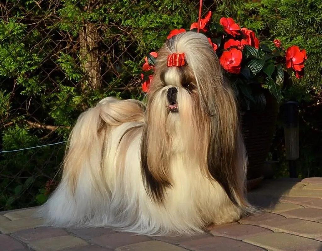 Szczenięta SHIH TZU z rodowodem ZKwP FCI - Kraków