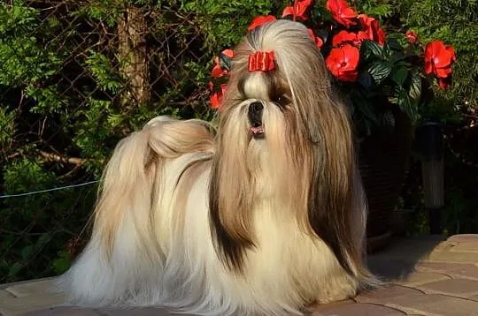 Szczenięta SHIH TZU z rodowodem ZKwP FCI - Kraków