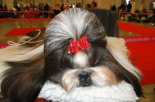 Szczenięta SHIH TZU z rodowodem ZKwP FCI - Kraków