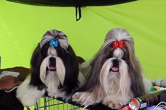 Szczenięta SHIH TZU z rodowodem ZKwP FCI - Kraków