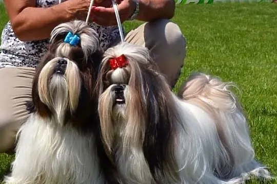 Szczenięta SHIH TZU z rodowodem ZKwP FCI - Kraków