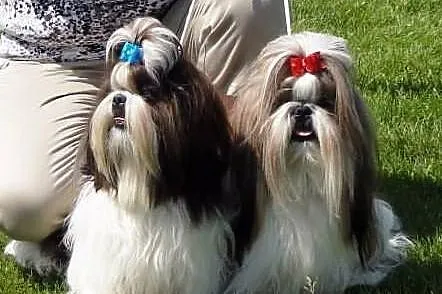 Szczenięta SHIH TZU z rodowodem ZKwP FCI - Kraków