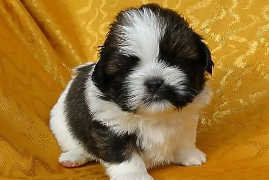Szczenięta SHIH TZU z rodowodem ZKwP FCI - Kraków
