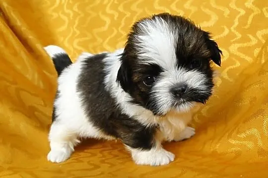 Szczenięta SHIH TZU z rodowodem ZKwP FCI - Kraków
