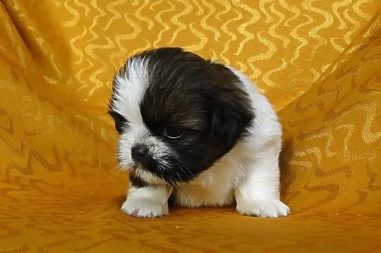 Szczenięta SHIH TZU z rodowodem ZKwP FCI - Kraków