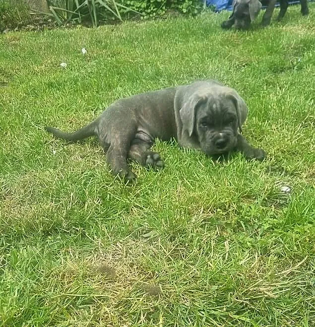 Cane Corso, Kujawsko-pomorskie, Mogilno