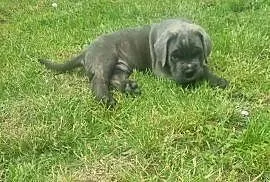 Cane Corso