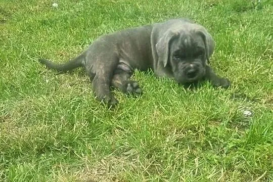 Cane Corso, Kujawsko-pomorskie, Mogilno