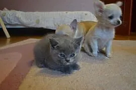 Chihuahua szczeniaczki, Koziegłowy