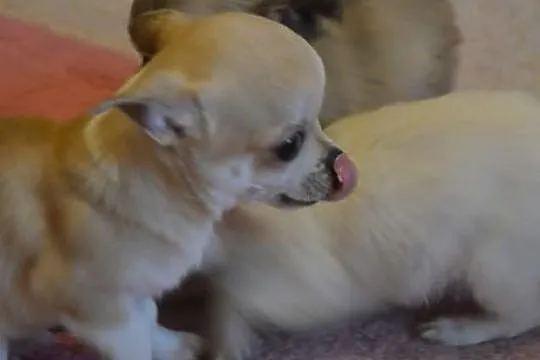 Chihuahua szczeniaczki