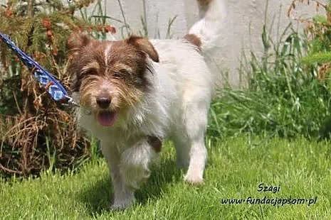 Szagi - fajny chłopak do adopcji,  mazowieckie Now