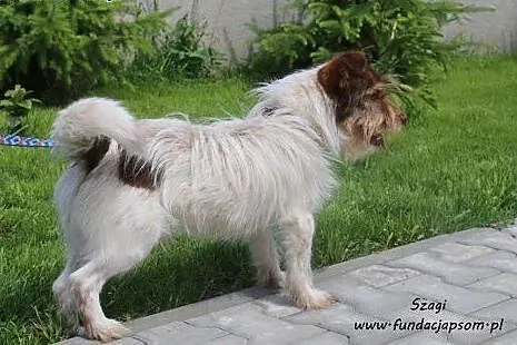 Szagi - fajny chłopak do adopcji,  mazowieckie Now