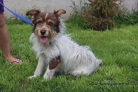 Szagi - fajny chłopak do adopcji,  mazowieckie Now
