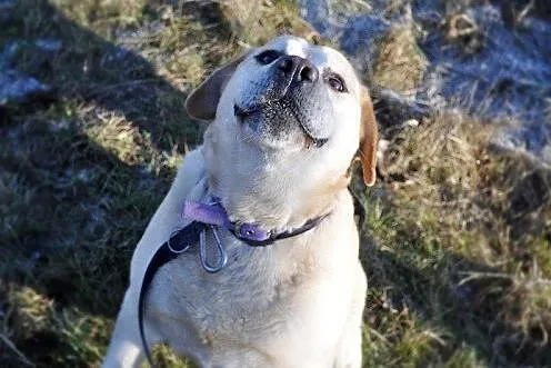 Labek poleca się do adopcji