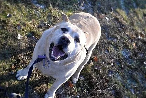 Labek poleca się do adopcji