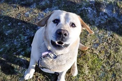 Labek poleca się do adopcji