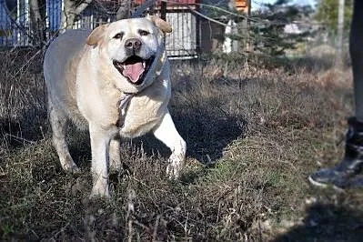 Labek poleca się do adopcji