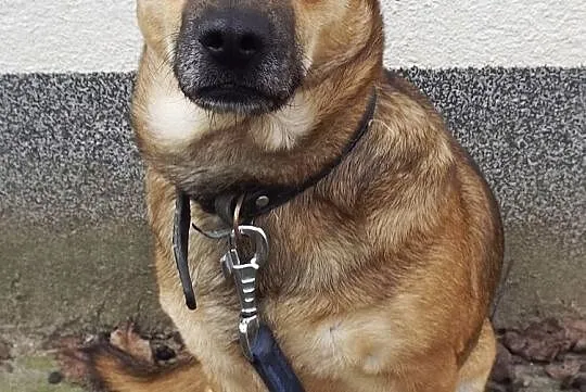Nieduży psiak Tobi szuka domu, Warmińsko-mazurskie, Olsztyn