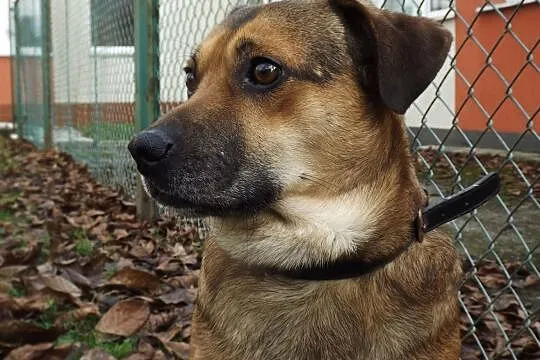 Nieduży psiak Tobi szuka domu, Warmińsko-mazurskie, Olsztyn