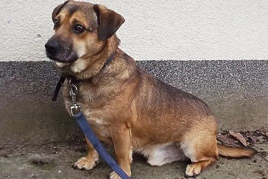 Nieduży psiak Tobi szuka domu, Warmińsko-mazurskie, Olsztyn
