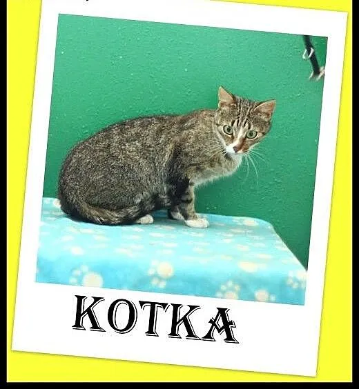 Roczna ,cudna,miziasta wysterylizowana kicia do AD