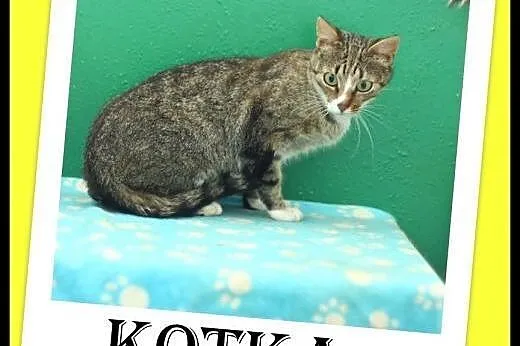 Roczna ,cudna,miziasta wysterylizowana kicia do AD