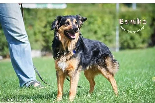 Rambo szuka nowego domu