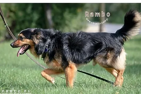 Rambo szuka nowego domu