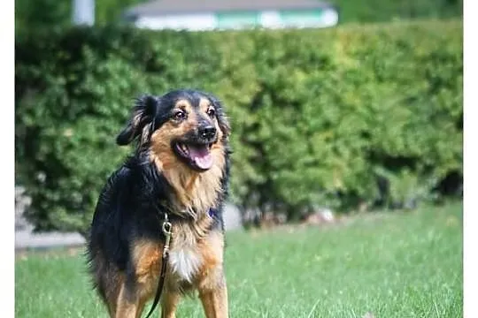 Rambo szuka nowego domu