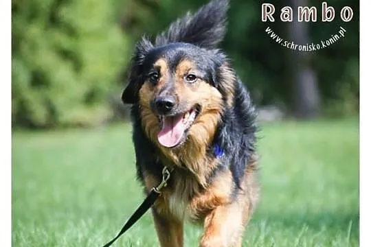 Rambo szuka nowego domu