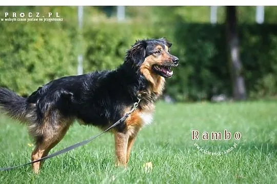 Rambo szuka nowego domu