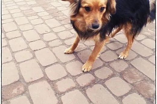 VIKI cudna puchata dama do adopcji :),  łódzkie Łódź