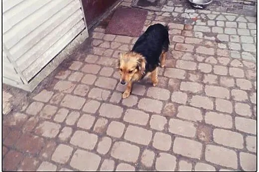 VIKI cudna puchata dama do adopcji :),  łódzkie Łó