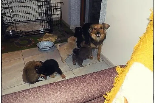 VIKI cudna puchata dama do adopcji :),  łódzkie Łó