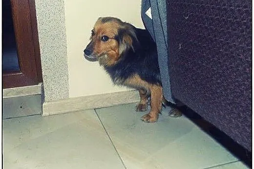 VIKI cudna puchata dama do adopcji :),  łódzkie Łó