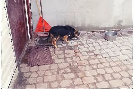 VIKI cudna puchata dama do adopcji :),  łódzkie Łó