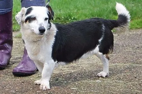 ŁĄPCIO nieduży, łagodny, urokliwy 3 łapek-super psiak do adopcji!,  śląskie Katowice